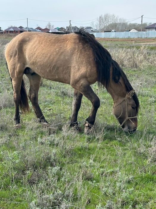 Мұғалжар жылқы сатылады