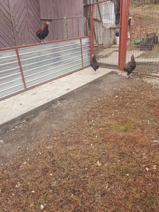 Cocoși Arucuana 2