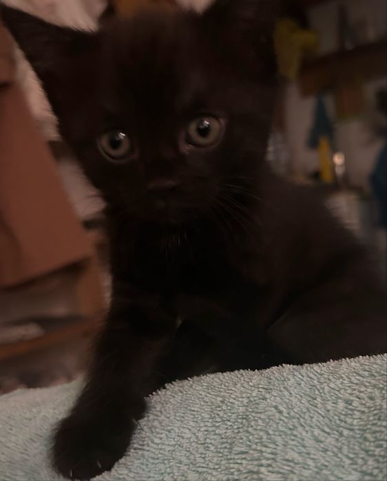 Отдам котят бесплатно