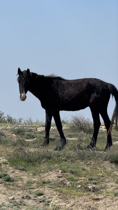 Міңгі құнан сатылады