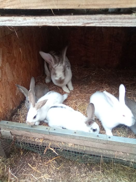 Vând Iepure (Doar Puii)