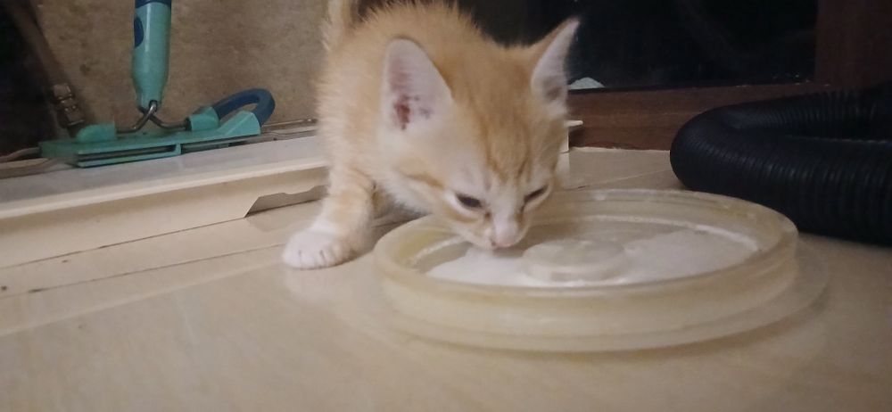 Отдам кота в хорошие руки