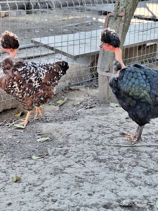 Ouă găini moțate pentru incubat