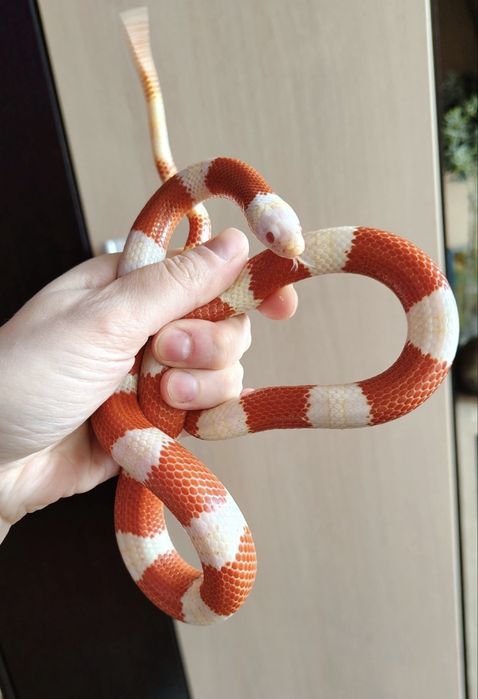 Змеи разные виды