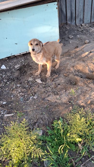 Отдам в добрые руки девочки