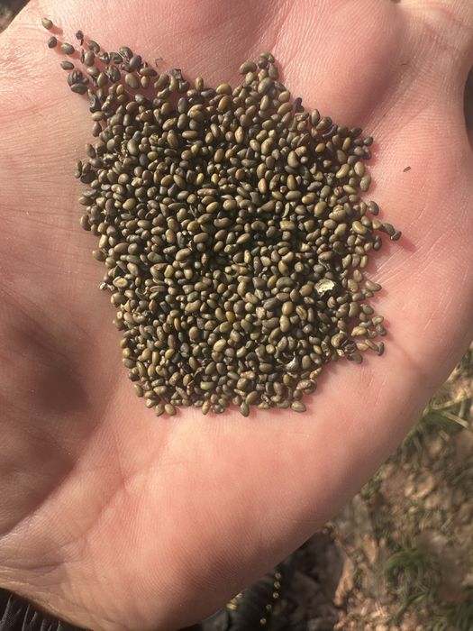 Продаем Люцерна магнитная семена Джеа.