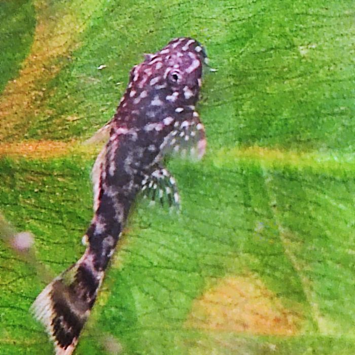 Ancistrus Dolichopterus