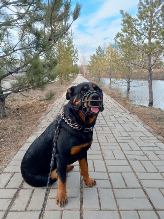 Продам щенков ротвейлера