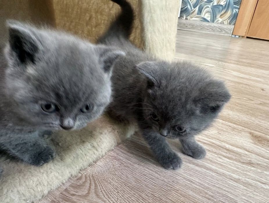 Британские котята