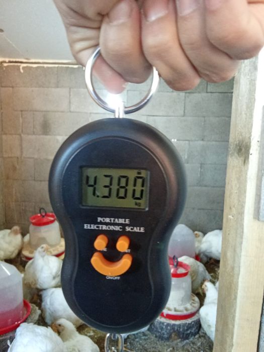 Pui albi de carne 3-5kg,