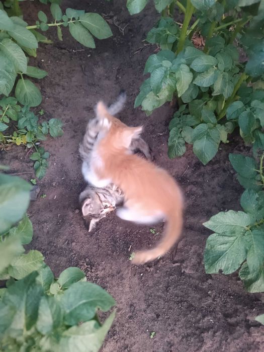 Отдам котят бесплатно