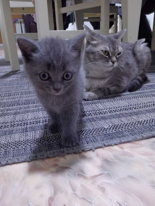 Отдам котят в хорошие добрые руки