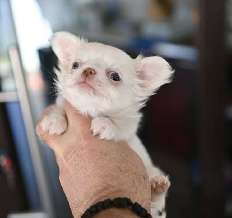 Мъжко дългокосместо мини чихуахуа