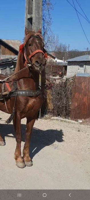 Vând  sau schimb armăsar de 7 ani