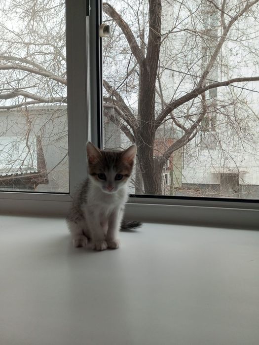 Отдам котёнка в добрые руки