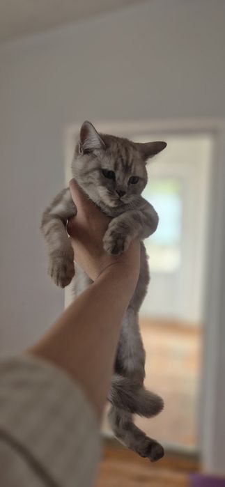 Котёнок парода британский