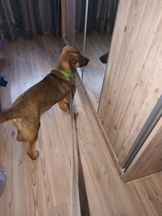 Подарява се бебе Бруно