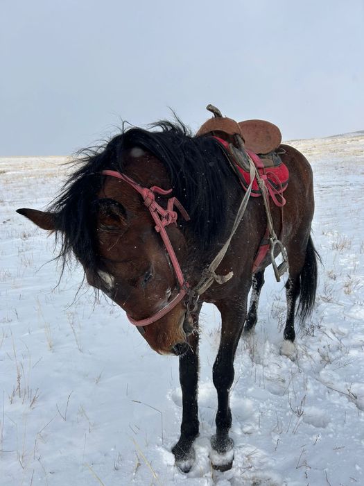Продается дерзкий жеребец , шусытрый , көкпар , кокпар
