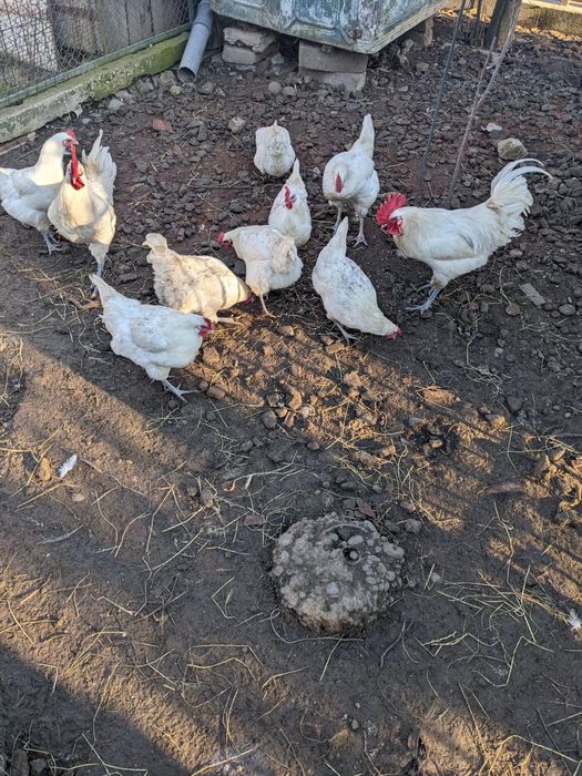 Gaini sau cocos la bresse