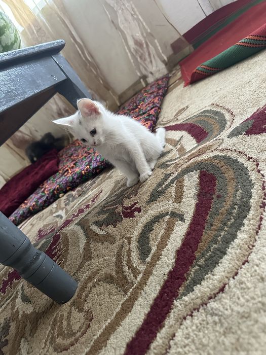 Продаются породистые котята!