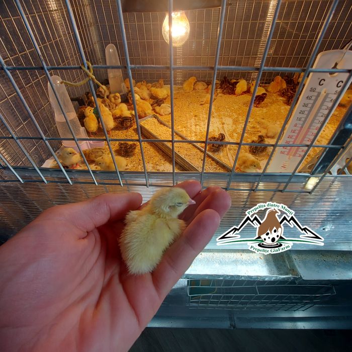 Prepelite oua incubat