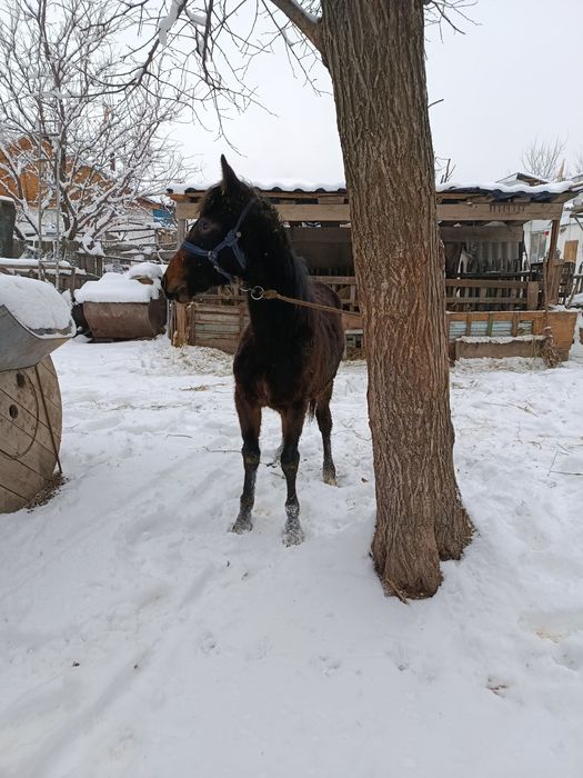 Жабағы еркек сатылады