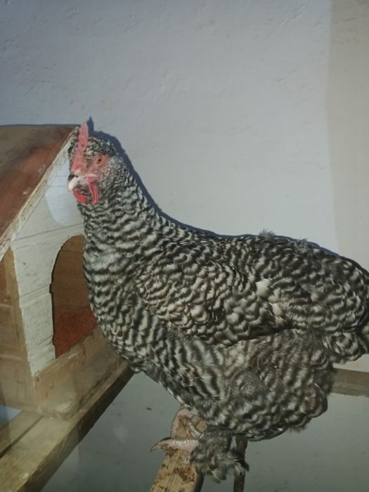 Продам кур возраст 1 год