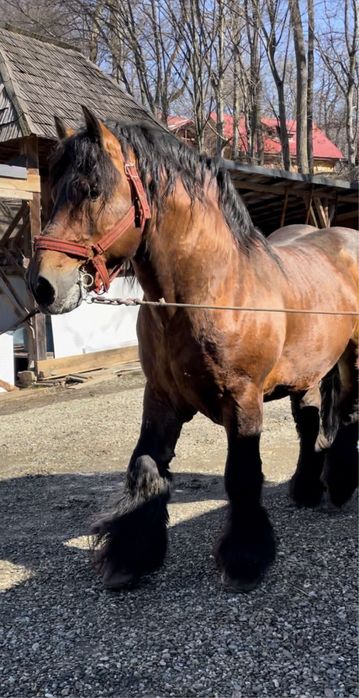 Vând armăsar Ardenez