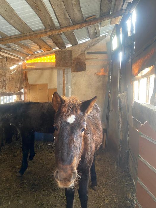 5-6 айлык жылкылар