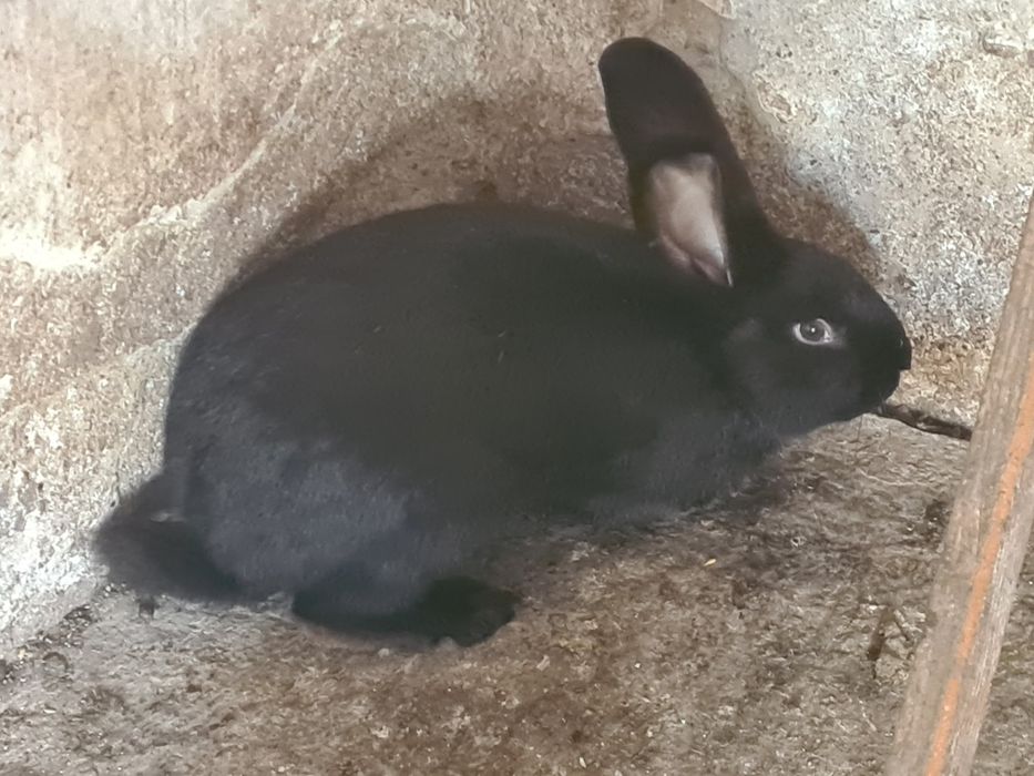 Vând doi iepuri uriaș german