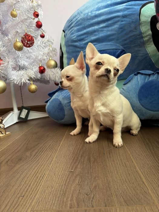 Продавам чихуахуа