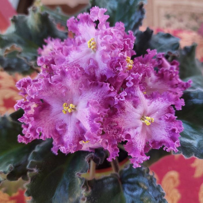 Комнатная фиалка