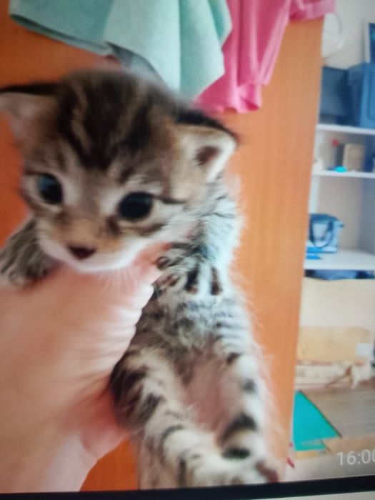 Отдам котят в добрые руки