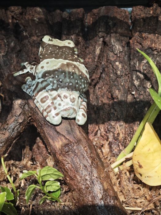 Амазонская молочная лягушка