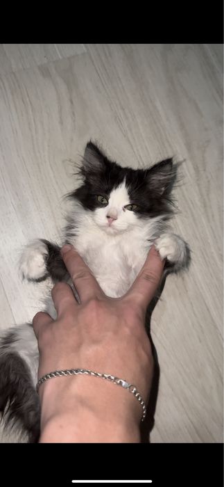 Котенок мальчик