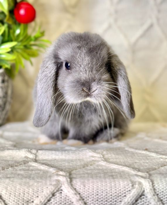 Карликовые кролики. Karlik quyonlar. Quyon Куйон Кролик