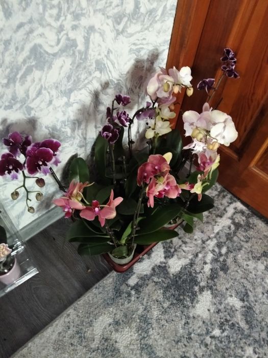 Продам орхидеи фаленопсис Китай
