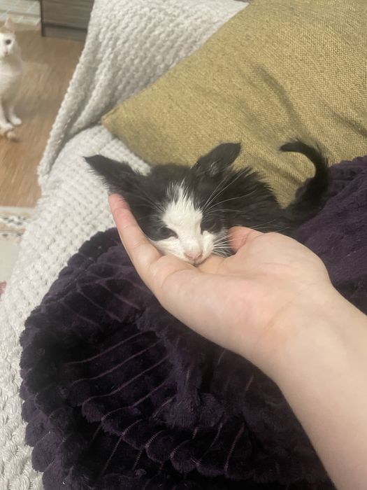 Отдам котенка мальчик