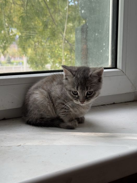 Отдам кошку и котят