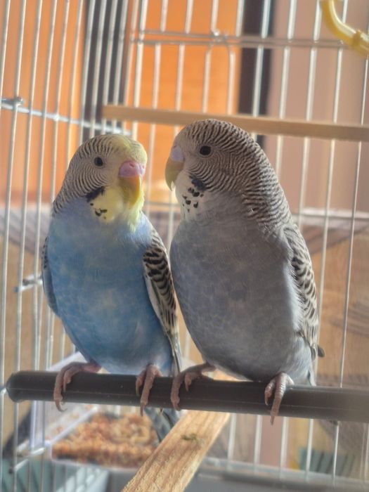 Попугаи волнистые крупные