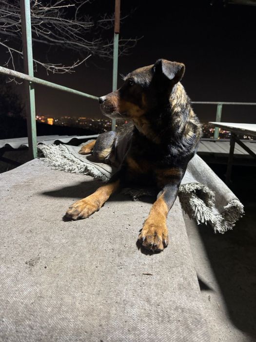 Отдадим в хорошие руки