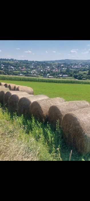 Baloti rotunzi,lucernă, 1,2m×1,2m!
