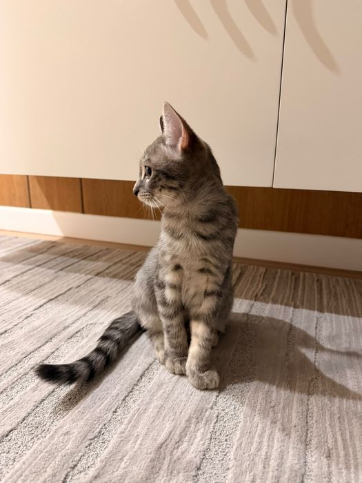 Котёнок, мальчик 4мес