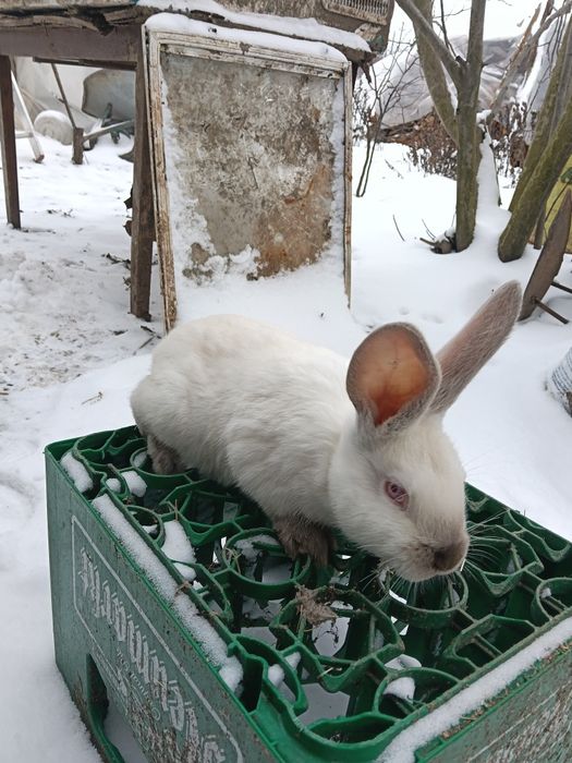 Iepuri Uriasi Germani și Uriași de Transilvania