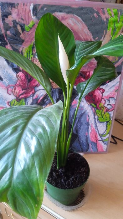 Продам комнатные растения