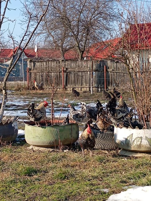 Găinușă și cocoș american