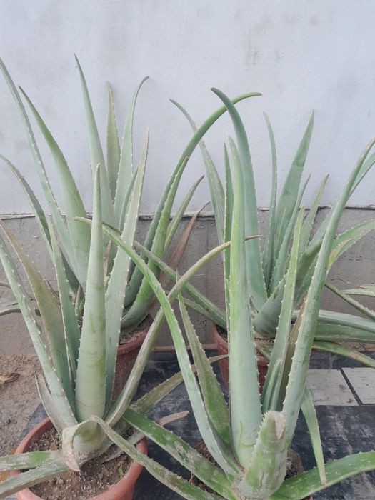 Aloy gullar sotiladi