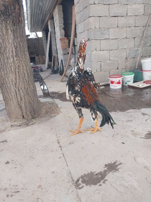 Срочно продам петух