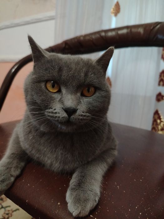 Вязка. Сотилмайди Британец