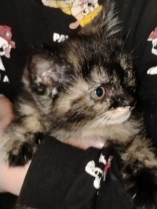 Чиройли, соглом мушук боласи.